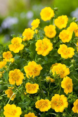 Jars d'oie (Potentilla aurea 'Senior')