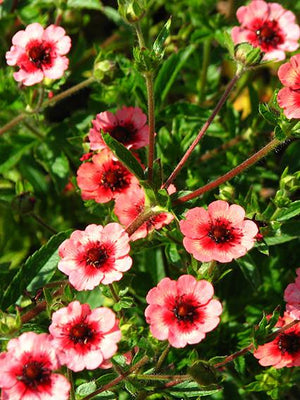 Jarin du Népal (Potentilla nepalensis 'Miss Willmott')
