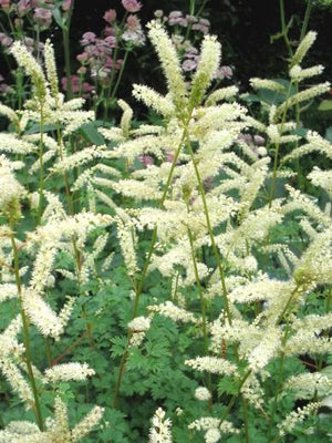 Barbe de chèvre (Aruncus aethusifolius)
