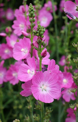 Malva grecque (Sidalcea 'Purpetta')