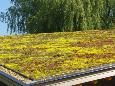 Kit économique et léger Sedummix - 1 m²