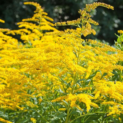 Verge d'or (Solidago 'Goldkind')