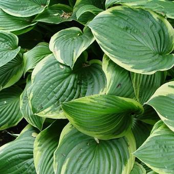 Lys du cœur (Hosta' Fortunei Aureomarginata')