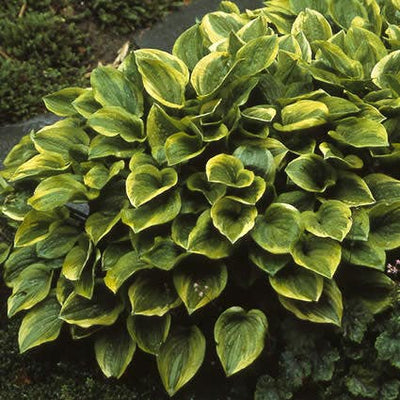 Lys en forme de cœur (Hosta 'Golden Tiara')