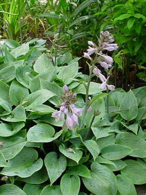 Hésier (Hosta 'Halcyon')