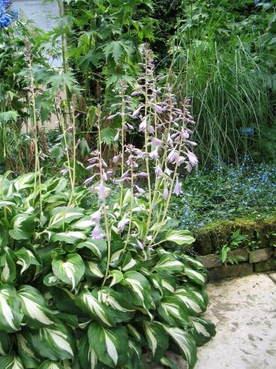 Hartlelie (Hosta 'Undulata Mediovariegata') - Tuinplanten