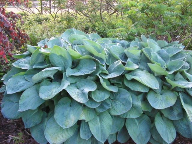 Hartlelie (Hosta sieboldiana 'Elegans') - Tuinplanten