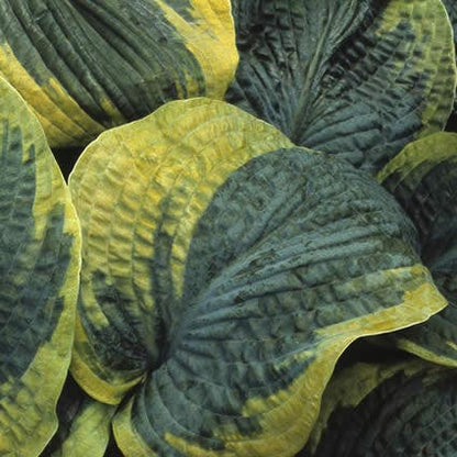 Hartlelie (Hosta sieboldiana 'Frances Williams') - Tuinplanten