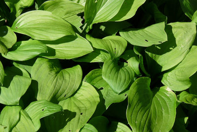 Hésier (Hosta sieboldii 'Snowflakes')