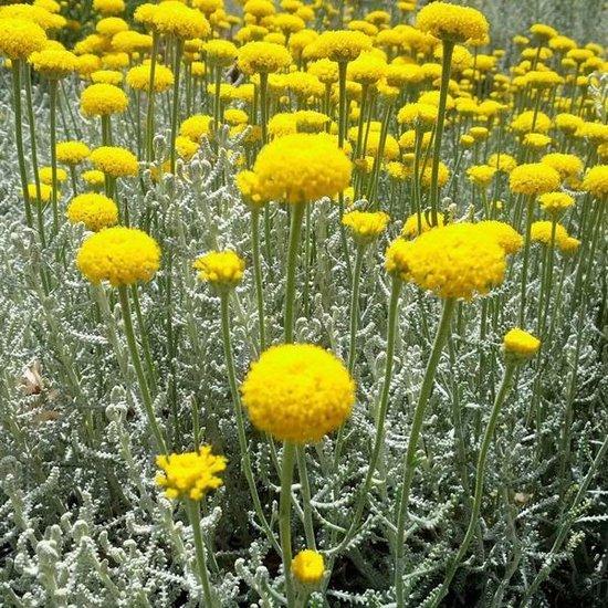 Heiligenbloem (Santolina chamaecyparissus) - Tuinplanten