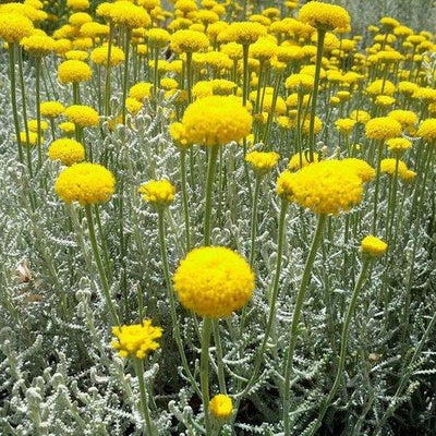 Fleur sainte (Santolina chamaecyparissus)