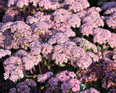 Orpin (Sedum 'Matrona')