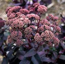 Empereur Pourpre (Sedum hybridum 'Empereur Pourpre')