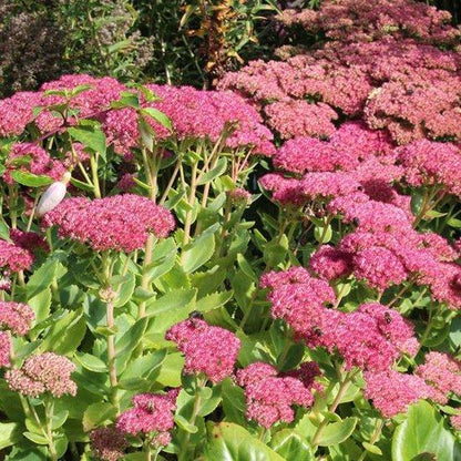 Hemelsleutel (Sedum spectabile 'Brillant') - Tuinplanten