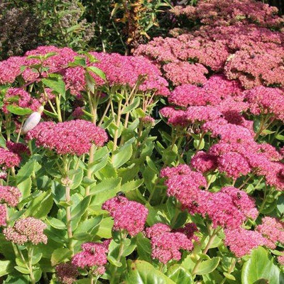 Clé du ciel (Sedum spectabile 'Brillant')