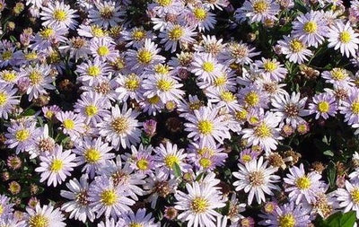 Frêne d'automne (Aster ageratoides 'Stardust')