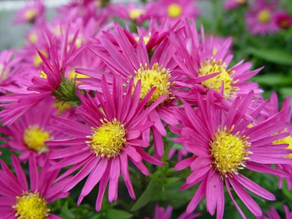Herfstaster (Aster 'Bahamas') - Tuinplanten