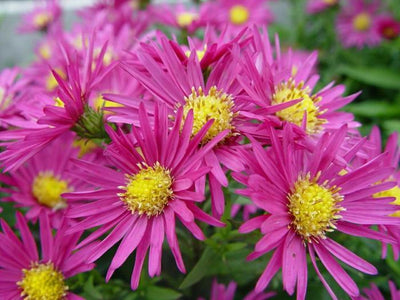 Marguerite de la Saint-Michel (Aster 'Bahamas')