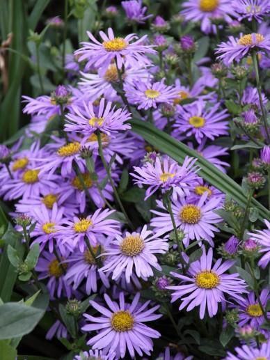 Herfstaster (Aster (D) 'Prof. Anton Kippenberg') - Tuinplanten