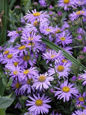 Marguerite de Saint-Michel (Aster (D) 'Prof. Anton Kippenberg')