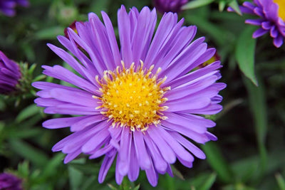 Marguerite de la Saint-Michel (Aster 'Samoa')