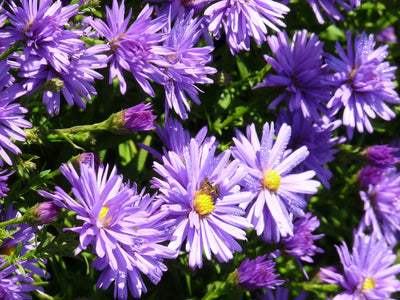 Marguerite de la Saint-Michel (Aster amellus 'Rudolf Goethe')