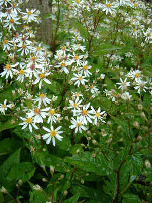 Marguerite de la Saint-Michel (Aster divaricatus)