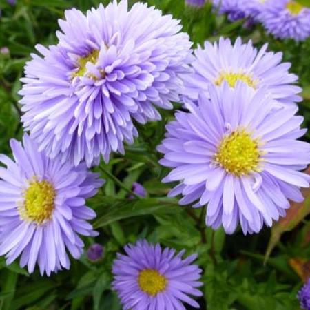 Herfstaster (Aster novi-belgii 'Marie Ballard') - Tuinplanten