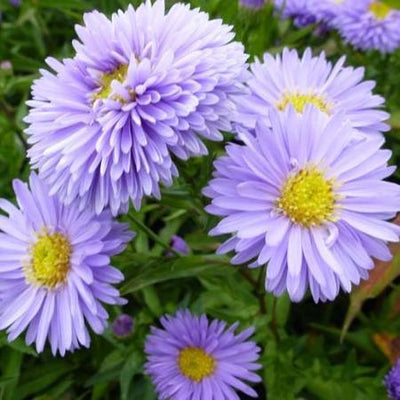 Marguerite de la Saint-Michel (Aster novi-belgii 'Marie Ballard')
