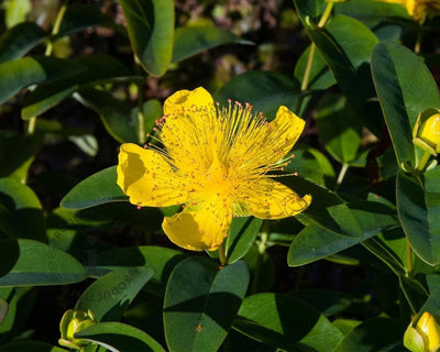 Foin de cerf (Hypericum calycinum)