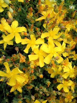 Cerf-volant (Hypericum olympicum)