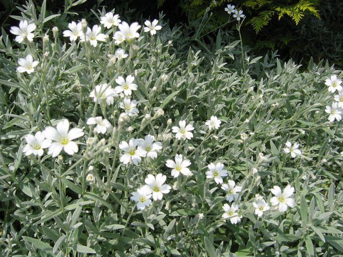 Hoornbloem (Cerastium tomentosum) - Tuinplanten