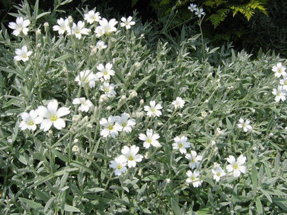 Hoornbloem (Cerastium tomentosum) - Tuinplanten
