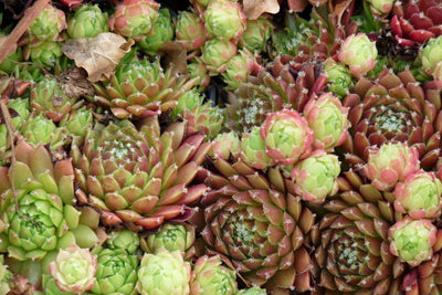 Joubarbe (Sempervivum mixed)