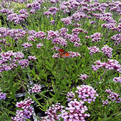 Verbena bonariensis