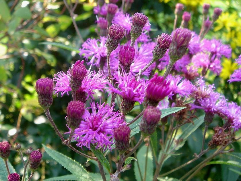 IJzerkruid (Vernonia crinata) - Tuinplanten