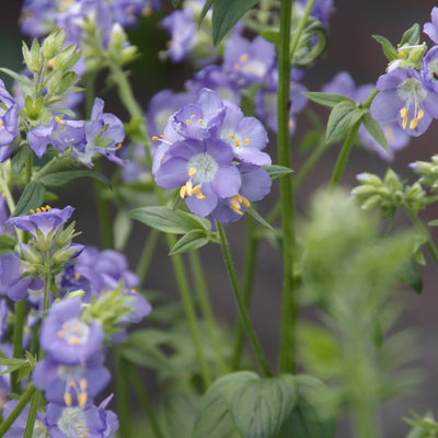 Échelle de Jacob (Polemonium reptans 'Blue Pearl') 