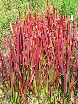 Imperata cylindrica 'Red Baron' (herbe de sang japonaise)