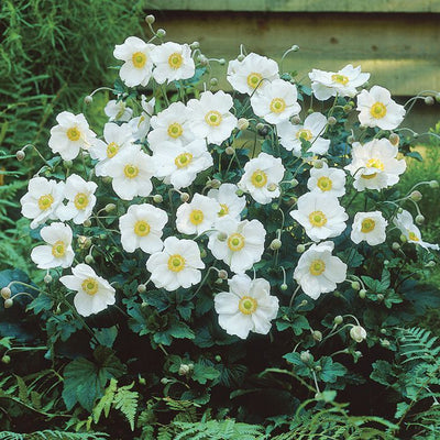 Anémone du Japon (Anemone hup. 'Honorine Jobert')