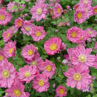 Anémone du Japon (Anemone hup. 'Pamina')
