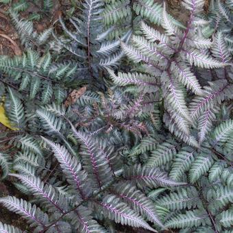 Arc-en-ciel japonais (Athyrium niponicum 'Metallicum')