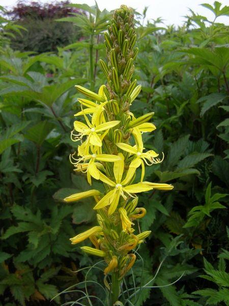 Jonker lelie (Asphodeline lutea) - Tuinplanten