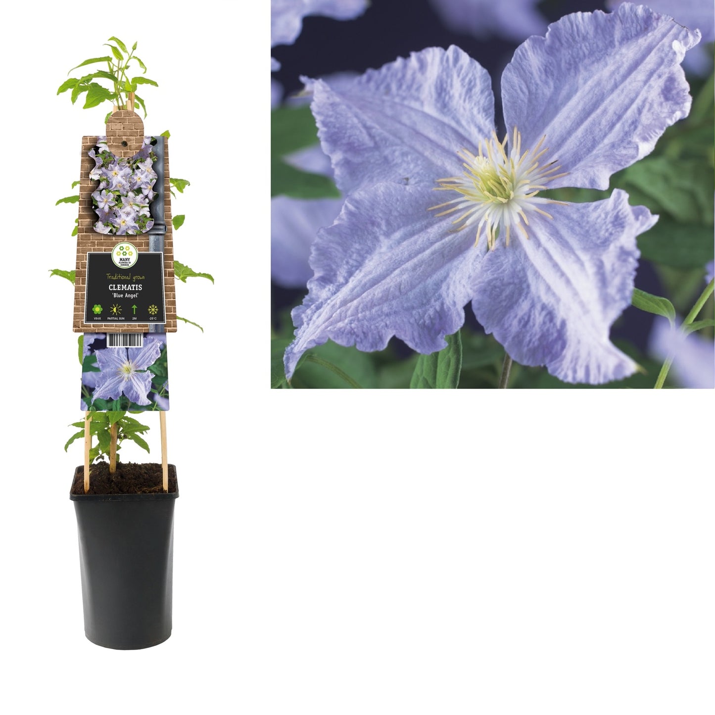 Klimplant Clematis Blue Angel (Bosrank) - Klimplanten
