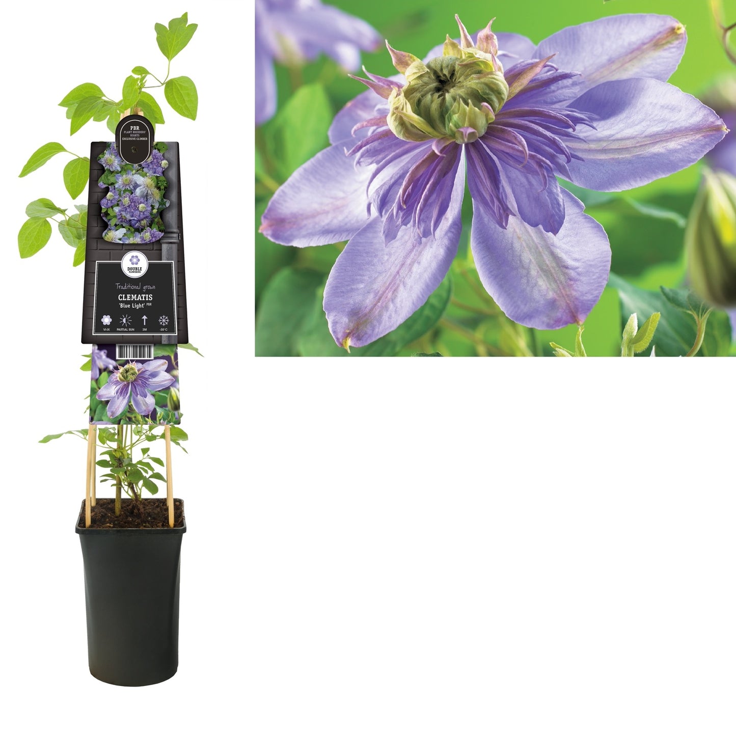 Klimplant Clematis Blue Light PBR (Bosrank) - Klimplanten
