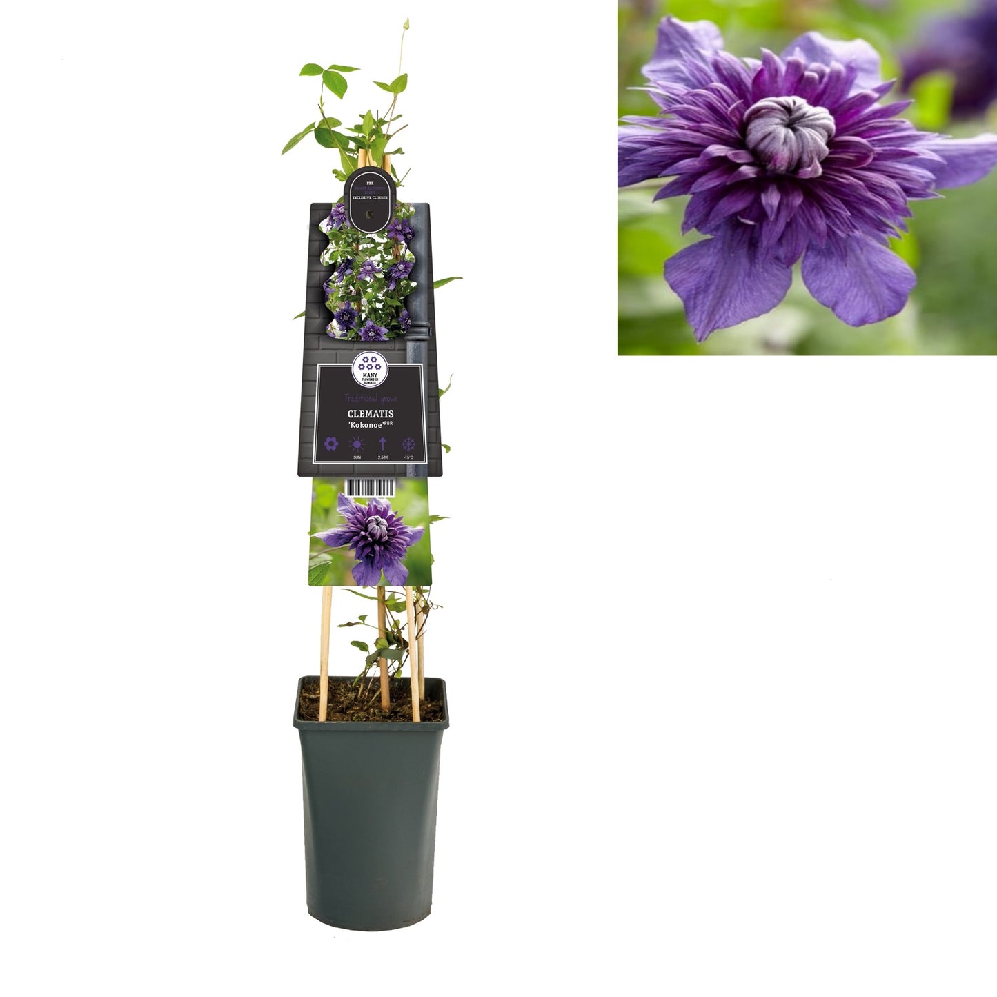 Klimplant Clematis Kokonoe PBR (Bosrank) - Klimplanten