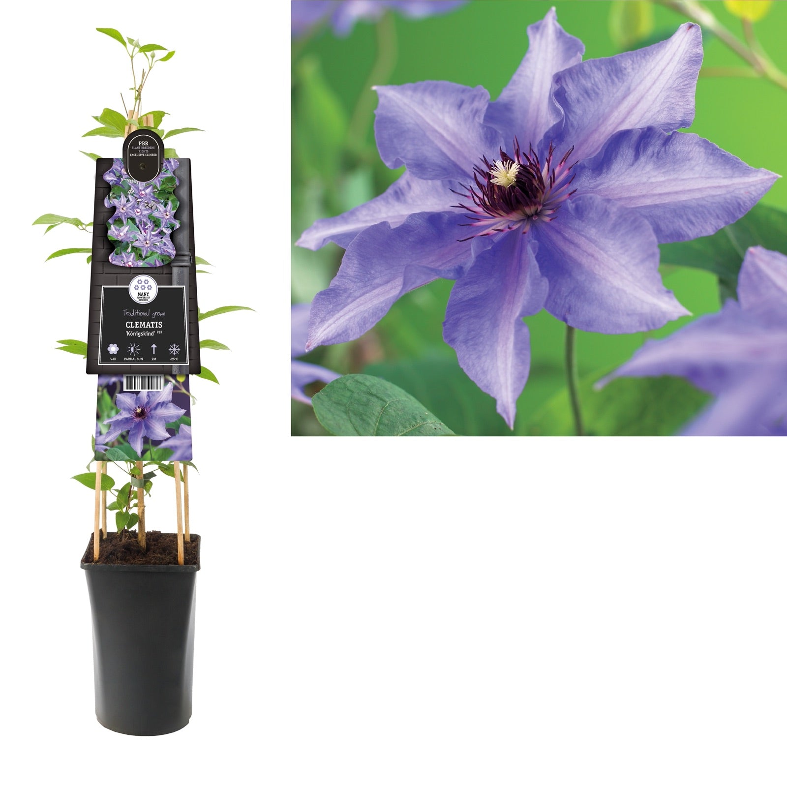 Klimplant Clematis Königskind PBR (Bosrank) - Klimplanten