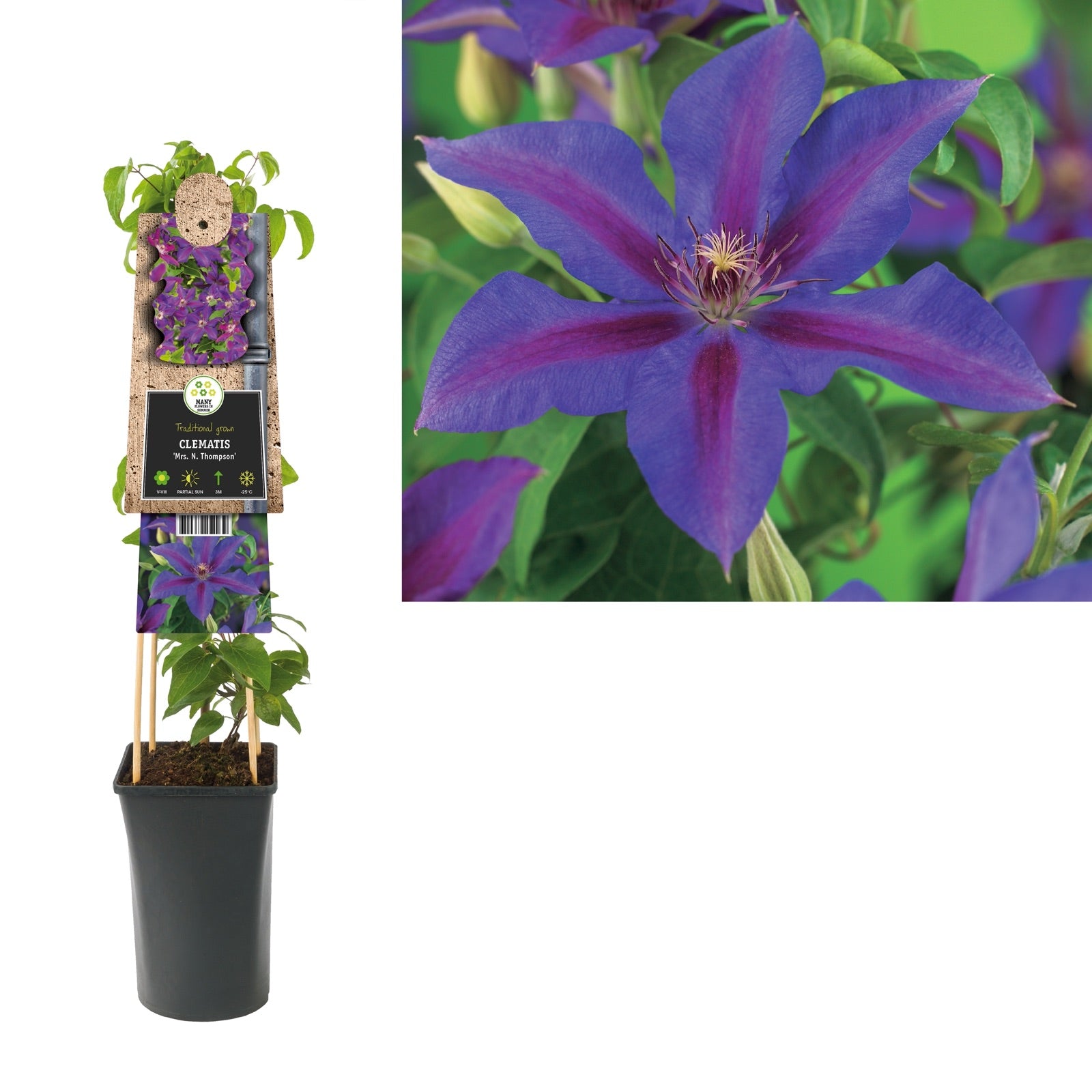 Klimplant Clematis Mrs. N. Thompson (Bosrank) - Klimplanten