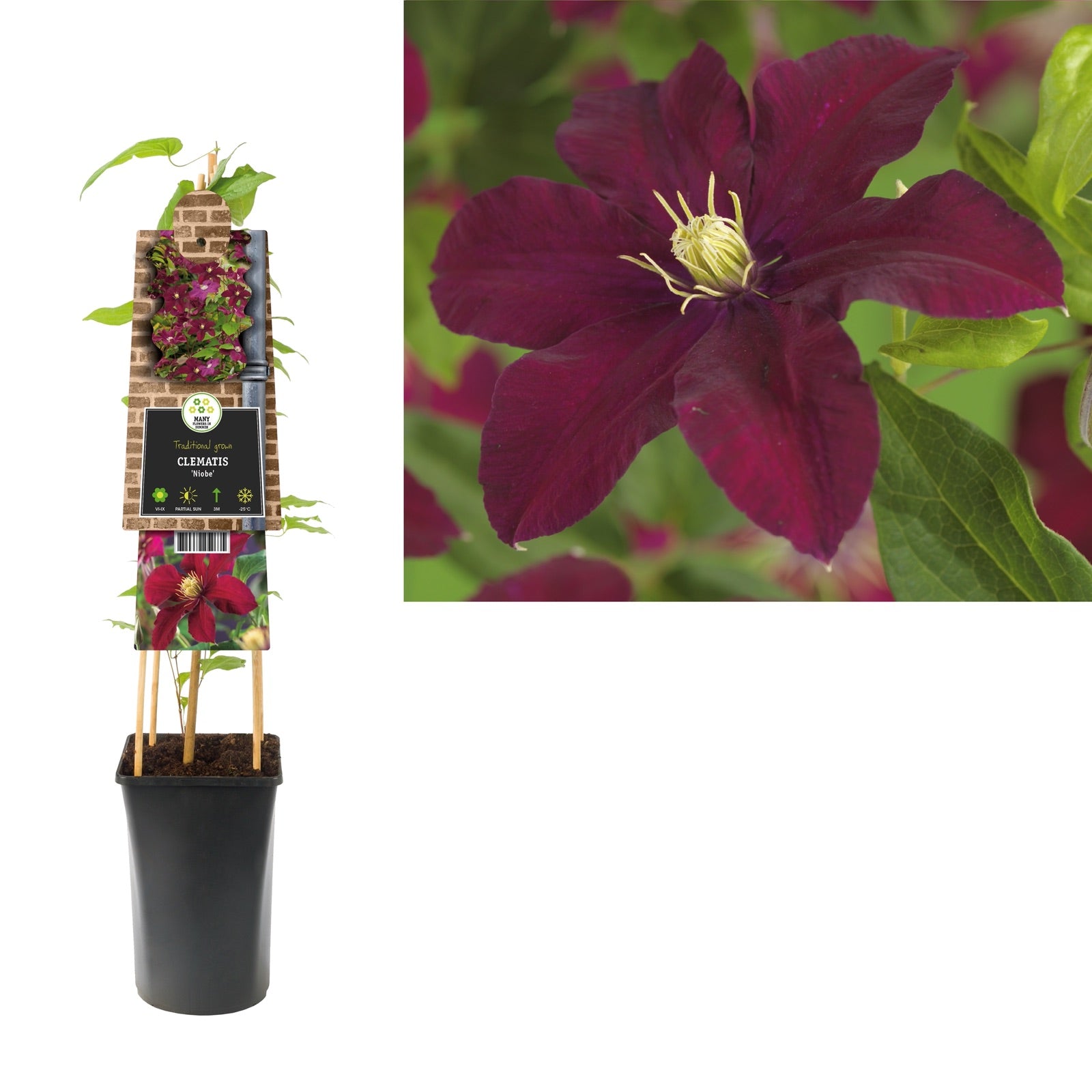 Klimplant Clematis Niobe (Bosrank) - Klimplanten