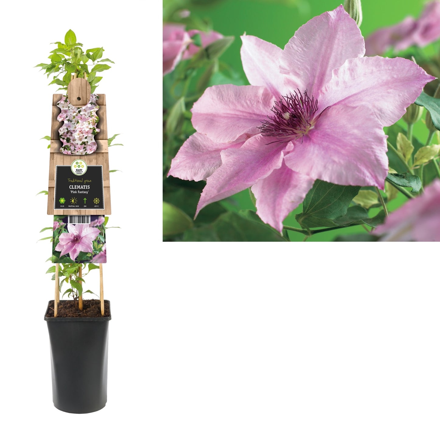 Klimplant Clematis Pink Fantasy (Bosrank) - Klimplanten