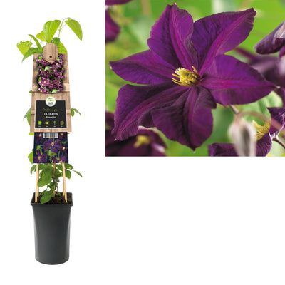 Clématite romantique (Clematis Romantika), plante grimpante